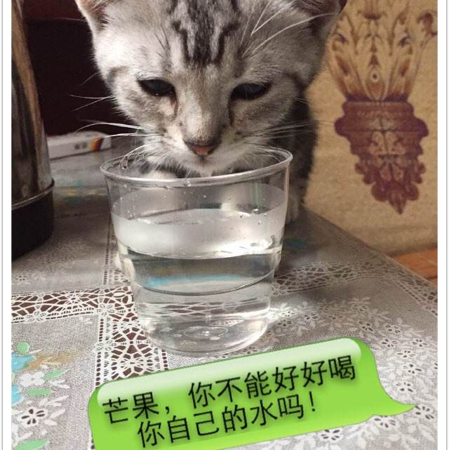 扬斯敦州立大学学位证办理